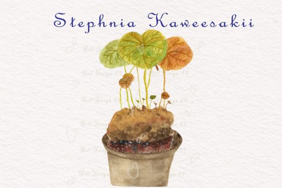 Watercolor Stephania Kaweesakii Botanic Print Templates Review